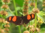 View the album P-4 Longwings & Actinotes, Heliconiinae