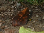 View the album P-5 Leafwings, Charaxinae
