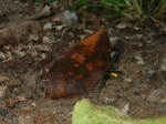 Memphis mora montana per KW&AN PERU abv PZ YCNP KG 25OCT11 3707c.jpg