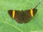 View the album E-3 Metalmarks Riodinidae