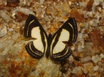 View the album E-4 Metalmarks Riodinidae