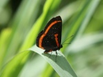 Amarynthis stenogramma per KW EC WldSmc PW 15vii10 V 328.jpg