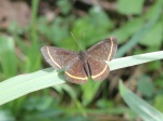 Amarynthis stenogramma per KW EC WldSmc PW 15vii10 D 332c.jpg