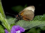 View the album E-4 Skippers, Grass Hesperiinae