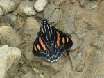 View the album P-6 Skipper Firetips Pyrrhopyginae