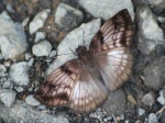 View the album E-4 Skippers, Spreadwings Pyrginae