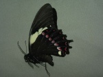 View the album P-6 Swallowtails Papilionidae
