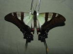 View the album P-6 Swallowtails Papilionidae