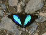 View the album P-6 Emperors Apaturinae