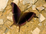 View the album P-6 Brushfoots Biblidinae