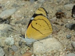 Perisama humboldtii KG 110907 CoR 096c.jpg