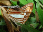 Adelpha iphicleola thessalita V KG 062306 Mshl EC 132c.jpg