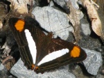 Adelpha iphicleola thessalita myb MS 112109 WlSm EC D 2788c.jpg