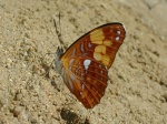 Adelpha irmina tumida KG 110907 CoR V 033c.jpg