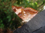 View the album P-6 Sisters Limenitidinae