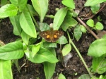 View the album P-4 Skippers, Skipperlings Heteropterinae