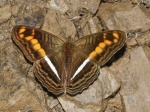 Adelpha olynthia BBn 102509 ManuRd 3500' PERUc.jpg