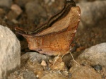 View the album P-6 Brushfoots Nymphalinae