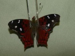 Hypanartia cinderella per KW KG 110507 CoR PR D 2394c.jpg