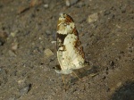 Castilia angusta MV KG 091704 PERU Rd to Amz 092c.jpg