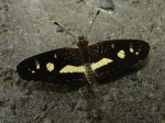 View the album P-6 Crescents Melitaeini