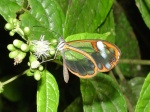 Greta andromica andania HB 091404 CoR 0318c.jpg