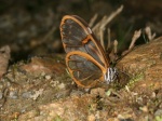 View the album P-6 Clearwings Ithomiinae