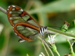 View the album E-3 Clearwings Ithomiinae