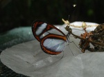 Oleria alexina KG 110507 CoR 2384c.jpg