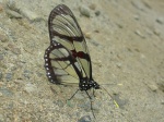 View the album P-6 Monarchs Danainae