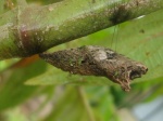 Pterourus menatius eurotas EC WldSmco KG 06MAY11 pupa 003c.jpg