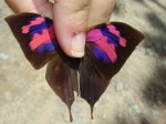View the album P-6 Leafwings Charaxinae