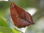 View the album P-4 Emperors, Apaturinae