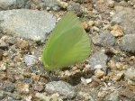 Aphrissa statira RW 120109 CoR PERU.jpg