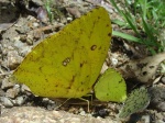 View the album P-6 Sulphurs Coliadinae