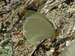 View the album P-6 Mimic-whites Dismorphiinae