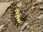 Dismorphia lygdamis doris AH 091908 Cusco Rd 900m PERUc.jpg