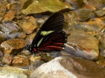 Archonias brassolis negrina RW 120109 CoR PERUc.jpg