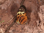 Heliconius pardalinus sergestus PERU Huallaga TH 16NOV11 V 9536c.jpg