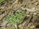 View the album P-6 Whites Pierinae