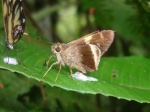 View the album P-4 Skippers, Grass Hesperinae