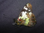 Leodonta zenobina V dead KG 091504 CoR 278c.jpg