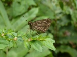 View the album P-4 Skippers, Grass Hesperinae