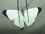 Melete lycimnia KG 110707 CoR D 395c.jpg