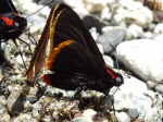 View the album P-4 Skippers, Firetips Pyrrhopyginae