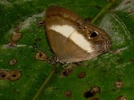 Euselasia tarinta myb RW 113009 CoR PERU F 6373c.jpg