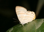 Euselasia fervida PERU below CoR TH 19SEP08 900m 1159c.jpg