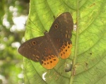 Eurybia juturna RW 120109 CoR PERU.jpg