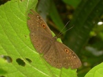 Eurybia dardus RW 120109 CoR PERUc.jpg