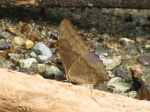View the album P-4 Morphos & Owls, Morphinae
